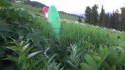 vlcsnap-2017-07-27-23h42m58s690